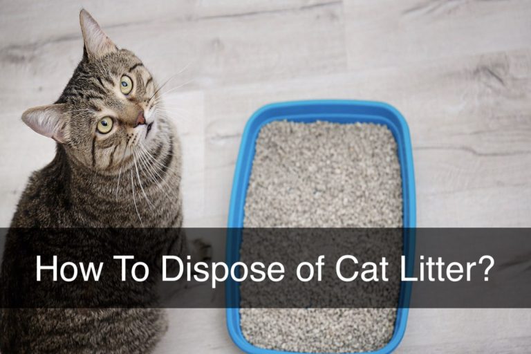 How To Dispose of Cat Litter?