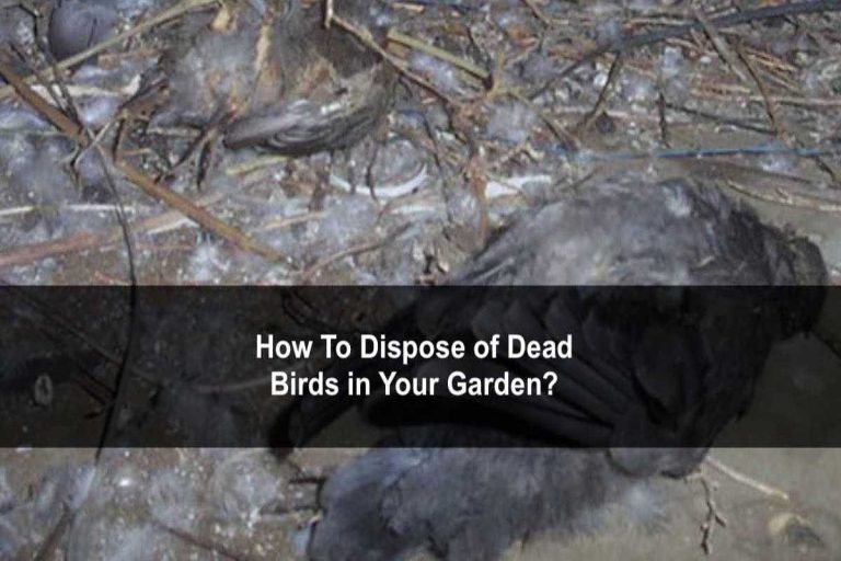 How To Dispose of a Dead Bird in Your Garden?