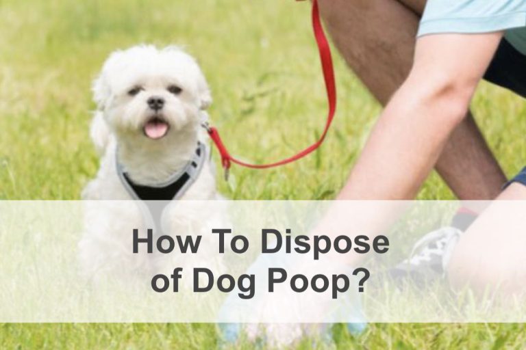 How to Dispose of Dog Poop in Australia