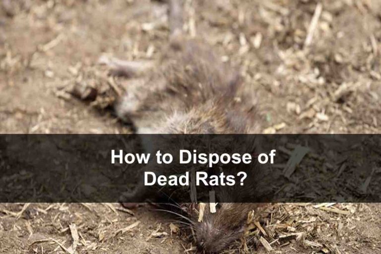 How to Dispose of a Dead Rat?
