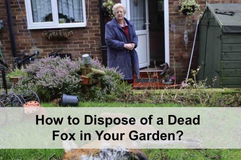 How to Dispose of a Dead Fox in the Garden?